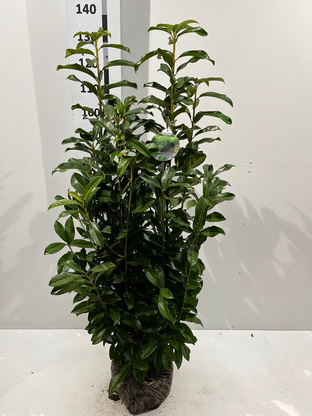 Prunus l. 'Genolia' - 100-120 CM RB